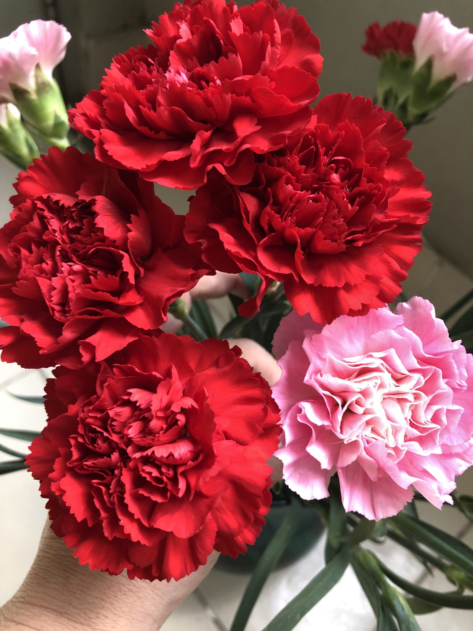 hoa cẩm chướng; ý nghĩa hoa cẩm chướng, hiểu về các loài hoa